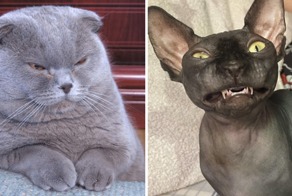 10 самых злых пород кошек, жить с которыми под одной крышей осмелится не каждый