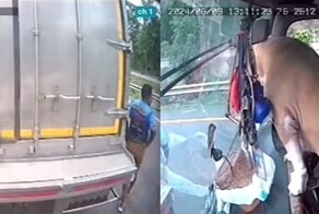 Собаки вмешались в конфликт дальнобойщиков