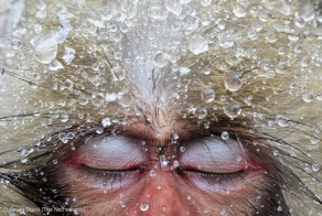Победители Wildlife Photographer of the Year 2012 (39 фото)