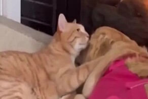Кот пришёл поддержать друга
