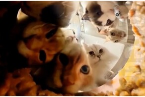 Коты в 360: трапеза питомцев с необычного ракурса