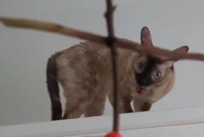 Попытка изгнать пушистого демона