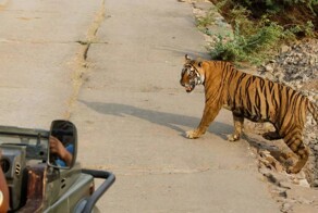 Туристы спугнули тигра криком