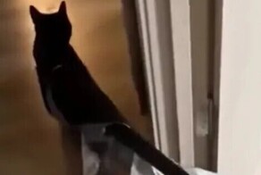 Забавная битва кота  с пакетом