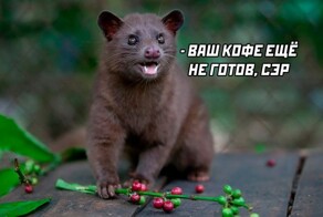 Скрины из соцсетей            