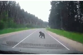 Медвежонок попал под колёса автомобиля