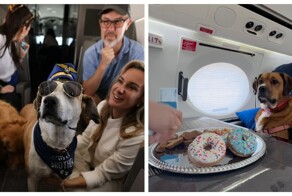 Долой клетки: авиакомпания Bark Airline дарит питомцам первоклассные условия полёта
