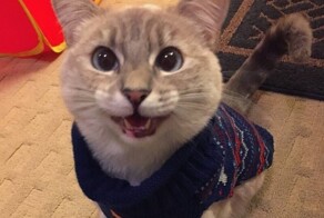 Кошачий восторг