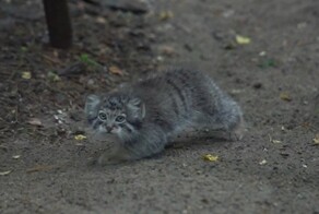 Манулята учатся гулять