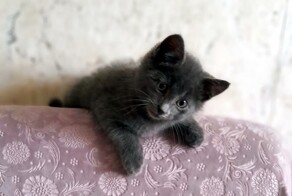 Как котёнка спасали