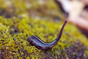 Ночной кошмар: на видео сняли первую прыгающую пиявку