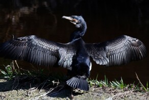 На общую тему&nbsp;