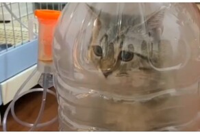 Как лечат котов с астмой