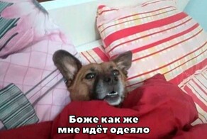 Не ищите здесь смысл. Здесь в основном маразм