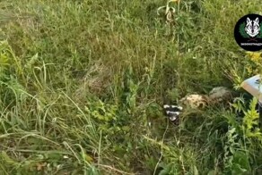 Заглянувшего в магазин редкого зверя поймали и выпустили на волю