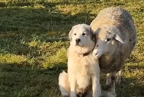 Почти служебный роман