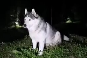 Хасячий вечерний концерт