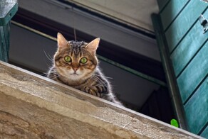 Коты большой красоты с нереальной высоты