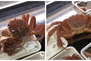 Краб сбежал из упаковки в магазине