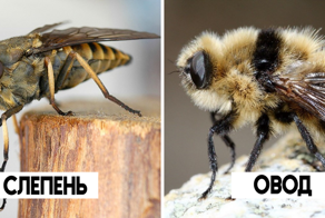 Слепень: пора понять цели и мотивы вампира!