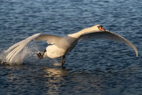 На общую тему&nbsp;