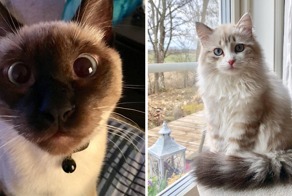 8 пород кошек, которые любят людей больше, чем собаки