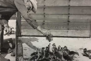 Мемориал Папаши Гуся