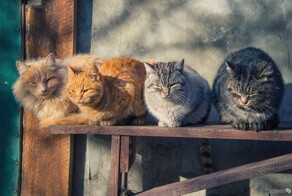 Территория уюта: котейка и скамейка