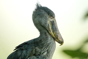 В Россию впервые завезли двух китоглавов