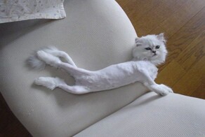 Бритая кошка — больная кошка. Почему питомца нельзя стричь даже в самую лютую жару?