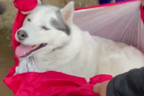 Камчатским туристам пришлось пронести на руках 15 километров уставшего пса