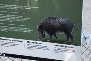 Необычный "кабан" позабавил посетителей зоопарка