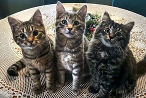 25 кошек, получивших второй шанс, и их удивительные преображения