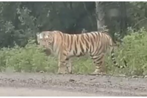 Тигру не понравилось, что к нему приближается автомобиль