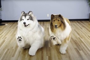 Японец в костюме собаки нашёл себе друга