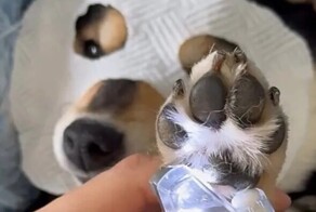 Собака на вечерних спа-процедурах