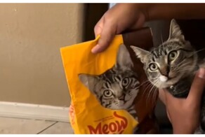 Почти идеальное совпадение