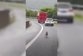 В Китае сняли, как брошенный щенок пытается догнать хозяина