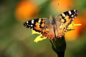 Впервые доказан перелет бабочек через Атлантический океан