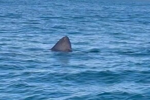 Пять крупных акул окружили пару в США