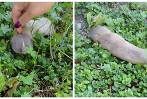 Попытка погладить слепыша