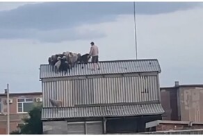 Отара овец забралась на крышу сеновала и не могла спуститься