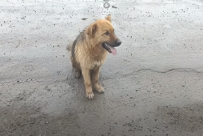 Мужчина подобрал брошенного пса