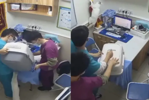 Кот устроил переполох на приёме у ветеринара