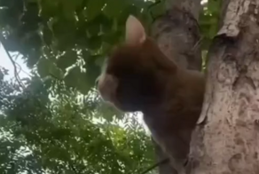 Кот с интересной расцветкой