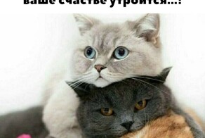 Скрины из соцсетей            