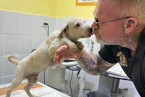 Повар нашел своё истинное призвание, спасая собак в Таиланде