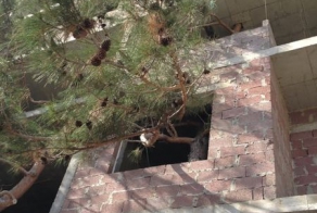 Гостиничный номер с новогодней елкой (2 фото)