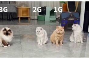 Скорость интернета на примере котов