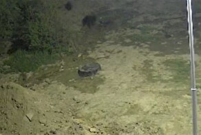 Медведи напали на жителя Сахалина прямо во дворе дома